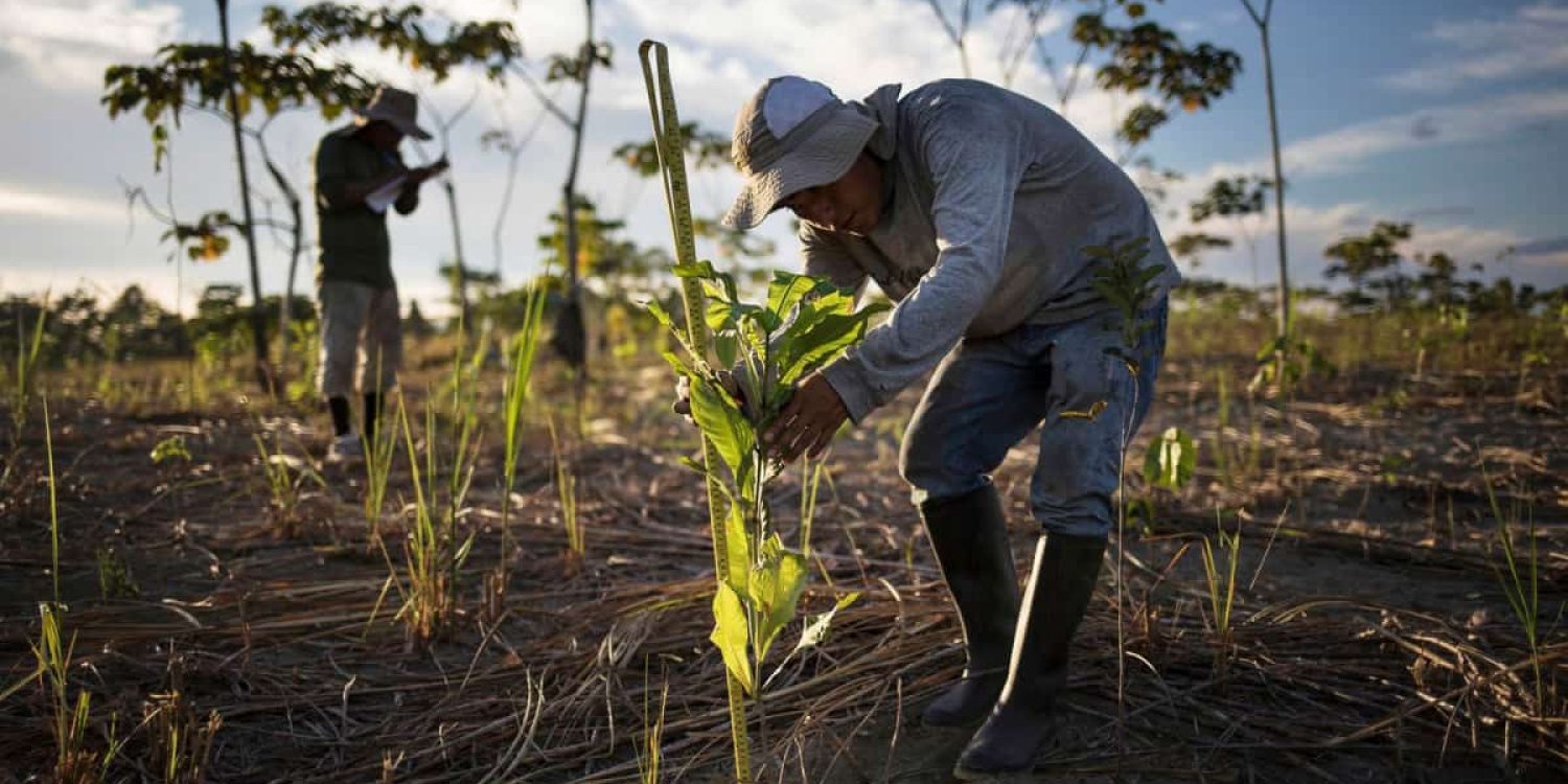 reforestation-2